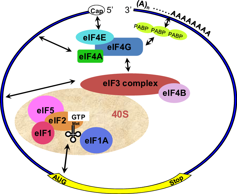 825x676 Mrna Draw A Diagram