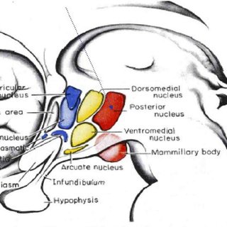 320x320 Pdf Microrecording Within The Posterior Nucleus