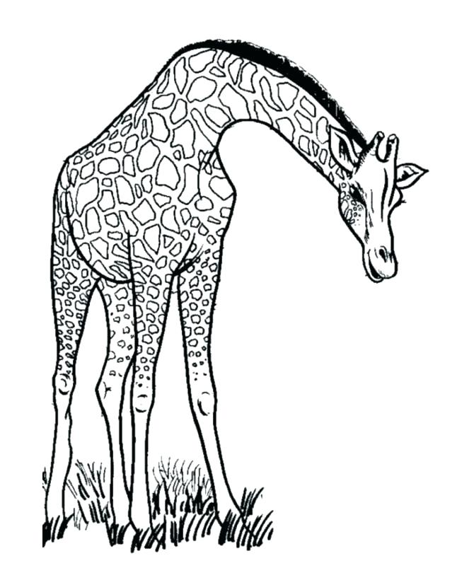 670x820 Drawing Of A Animal Best Coloring Pages Images Adult Animal