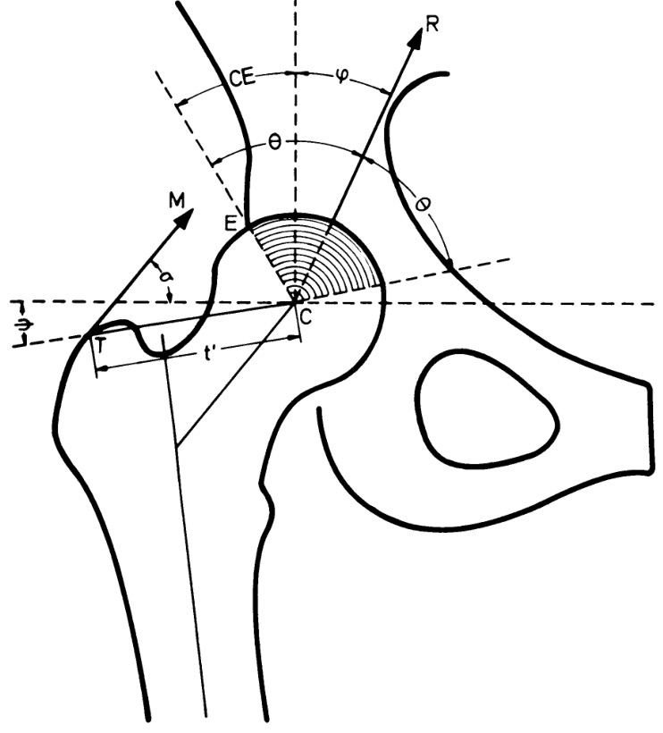742x820 Hip, Orthopaedic, App, Dysplasiabiomechanic, Load, Pressure, X