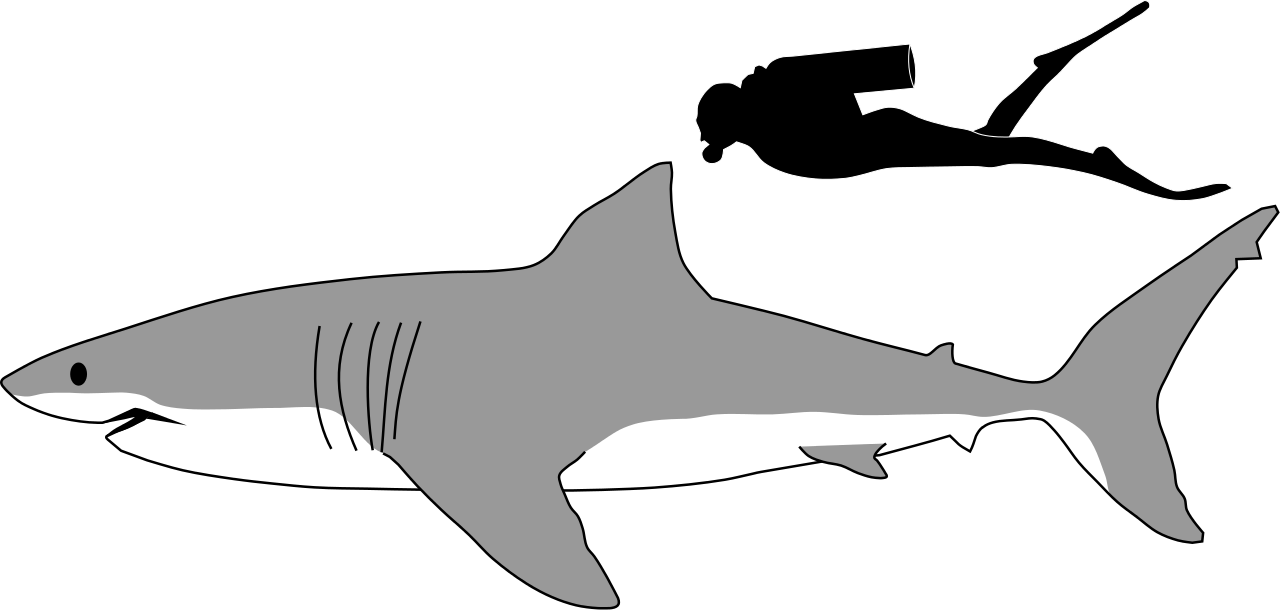Nurse Shark Drawing