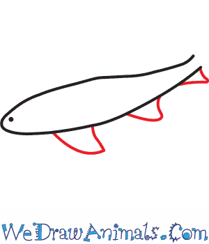 300x350 How To Draw A Nurse Shark