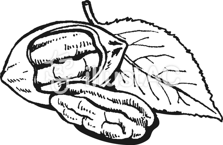 750x488 Free Cliparts Pecan Nut Nuts Walnut