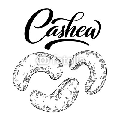 400x400 sketch pen and ink vintage cashew nut set illustration, draft