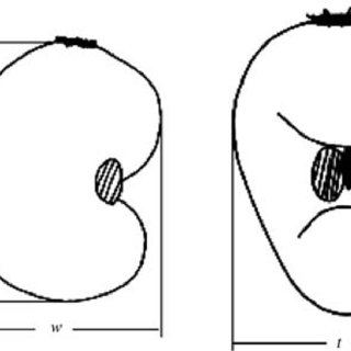 320x320 cashew nut dimensions l = length w = width and t = girth
