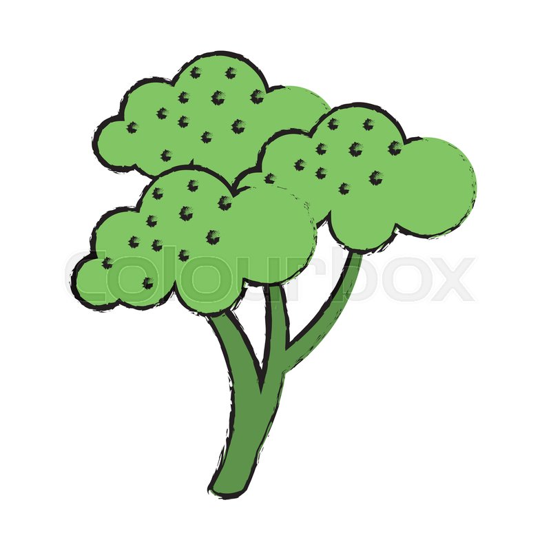 800x800 Drawing Broccoli Vegetable Diet Stock Vector Colourbox