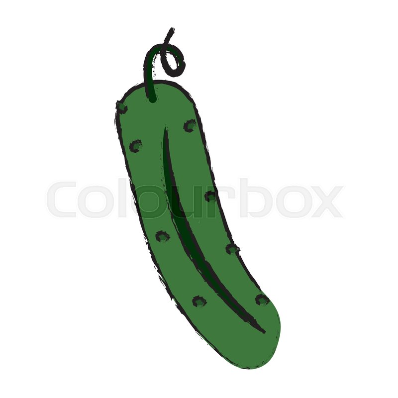 800x800 Drawing Cucumber Nutrition Vegetable Stock Vector Colourbox