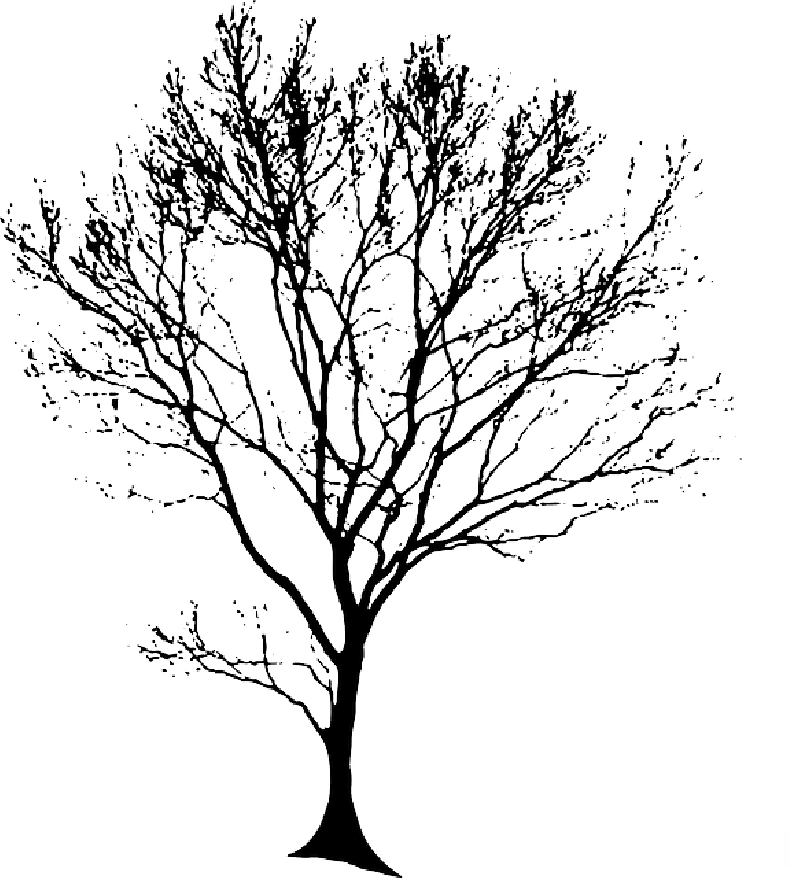800x878 Bark Drawing Anime Tree Transparent Png Clipart Free Download