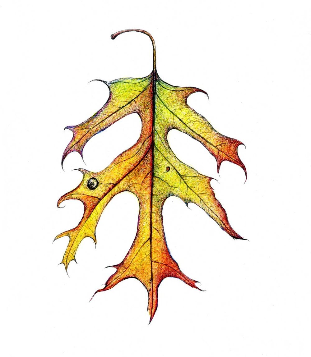 1000x1149 Drawings Tina Thieme Brown