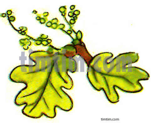 482x393 Free Drawing Of Leaves Oak From The Category Climate Nature