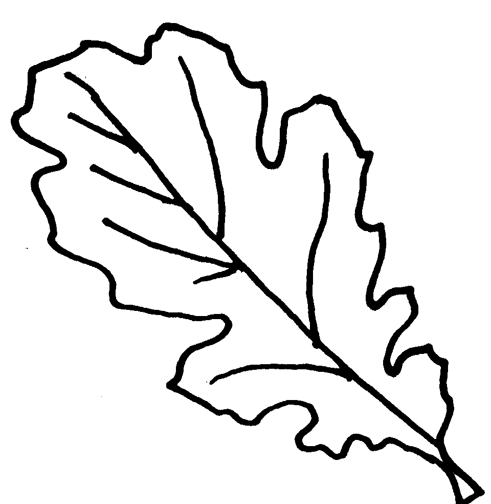960x984 Autumn Leaf Outline Drawings Oak Leaf Pictures Free Download