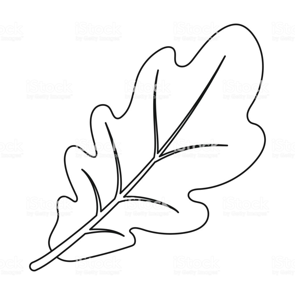 Oak Leaf Drawing Template Free download on ClipArtMag