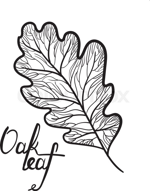 631x800 Hand Drawn Detail Oak Leaf With Stock Vector Colourbox