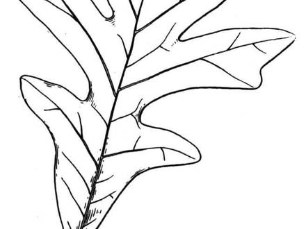 440x330 Oak Leaf Coloring Page, Line Drawings Of Leaves Clipart Best
