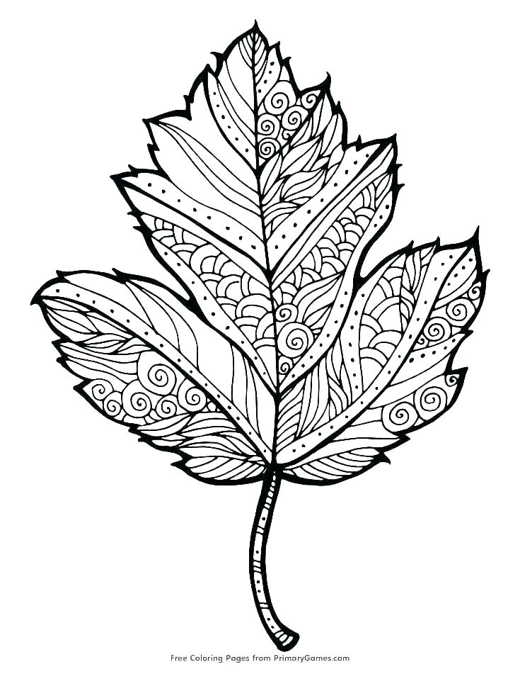 735x951 Oak Leaf Coloring