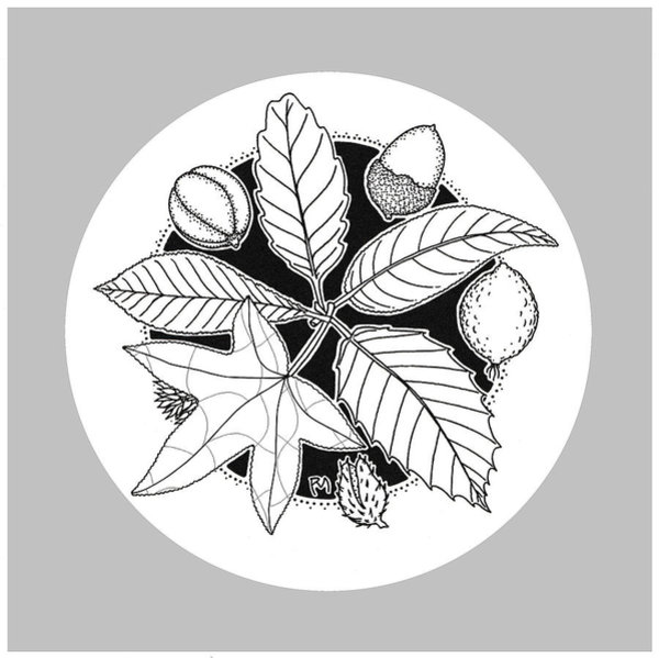 600x599 Oak Leaf Drawings