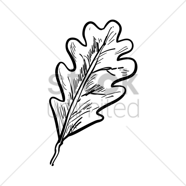 600x600 Oak Leaf Vector Image