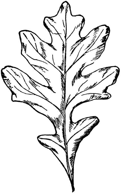 474x758 types of oak leaves white oak leaf clipart etc nature