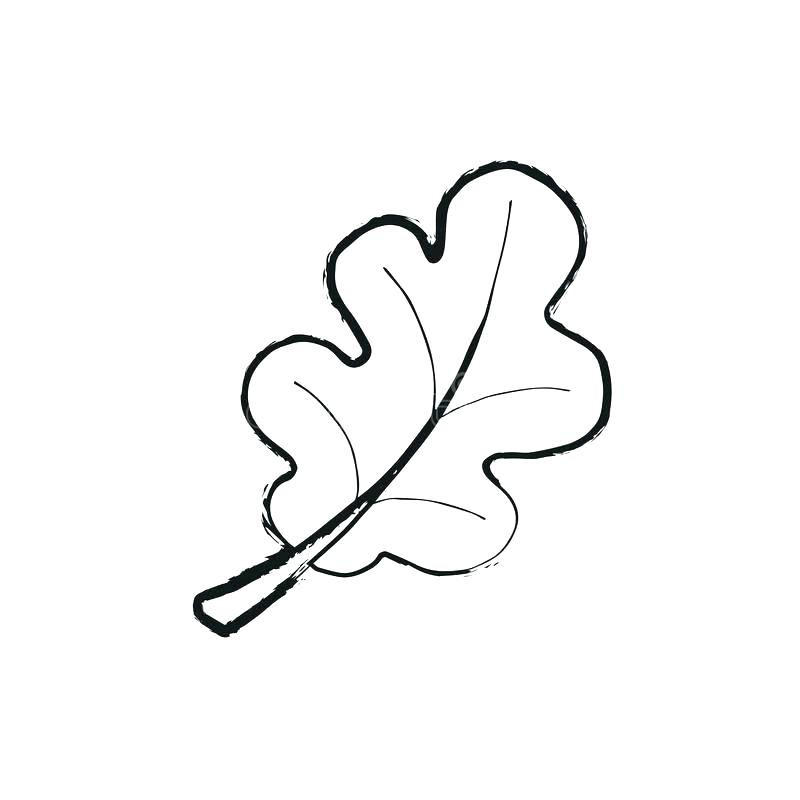 800x800 Oak Leaf Outline Mebelmag