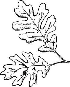 236x295 Oak Leaves Drawing