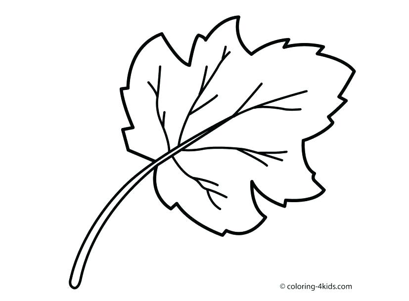 827x609 Coloring Pages Of Trees With Leaves Tree Without Oak Leaf