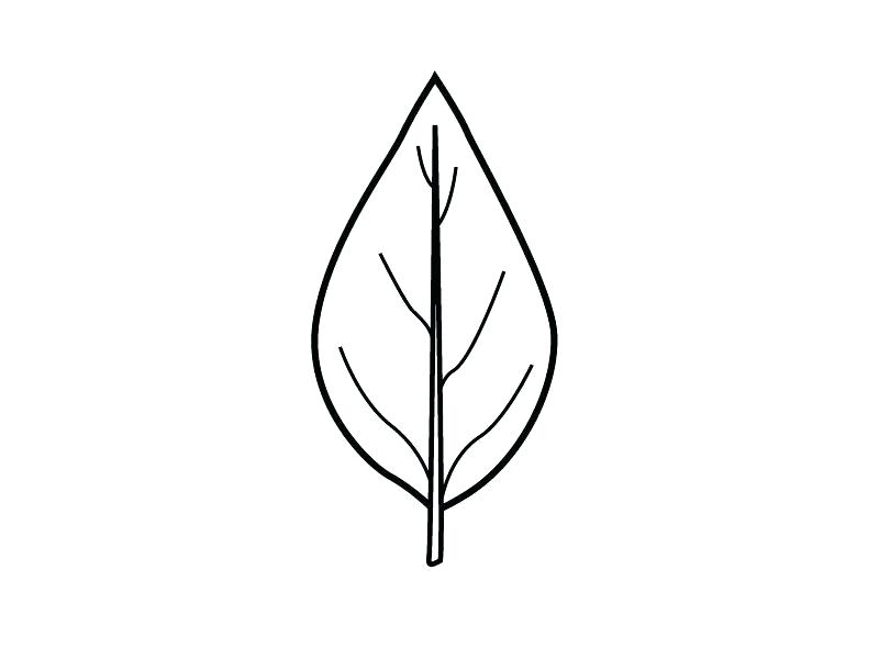 800x600 fall leaf outline printable fall leaf template oak leaf outline