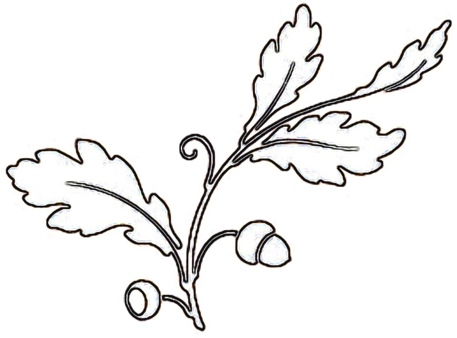 937x693 Leaf Drawing Template Oak Leaf Drawing Template Bugs And Fishes