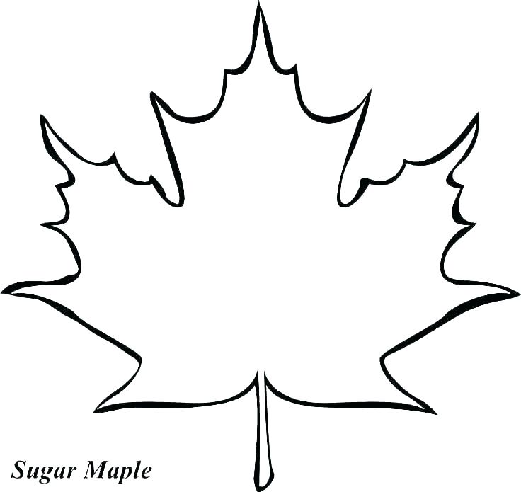 736x695 Oak Leaf Coloring