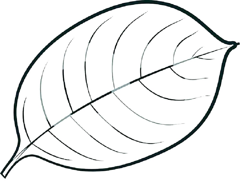 1000x783 Oak Leaves Template Leaf Coloring