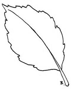 253x300 Daisy Leaf Outline