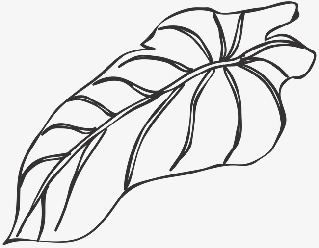 650x506 Huge Collection Of 'leaves Line Drawing' Download More Than
