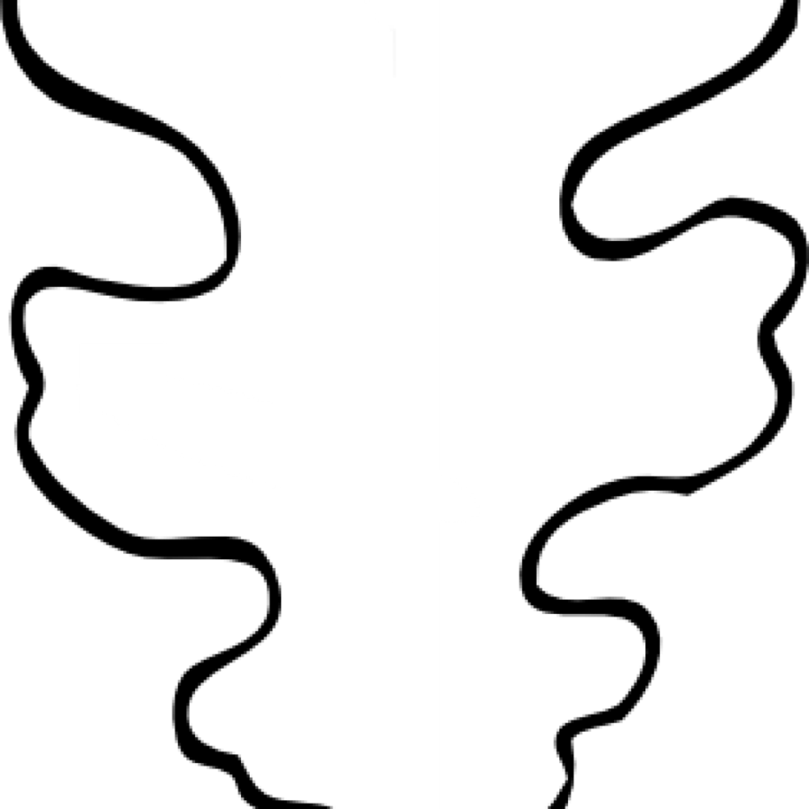 900x900 Leaf, Tree, Drawing, Transparent Png Image Clipart Free Download