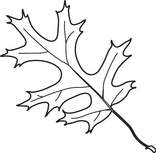 Oak Leaf Line Drawing | Free download on ClipArtMag