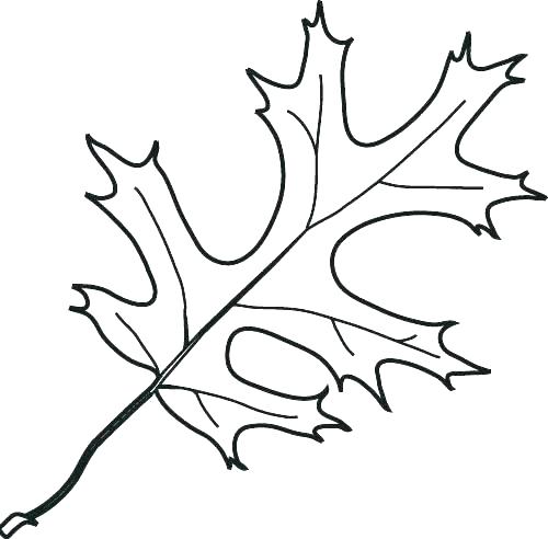 Oak Leaf Line Drawing | Free download on ClipArtMag