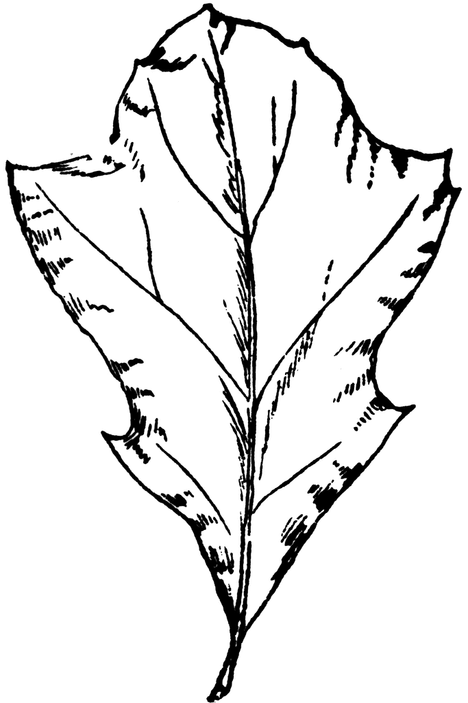 683x1024 Black Oak Leaf Clipart Etc