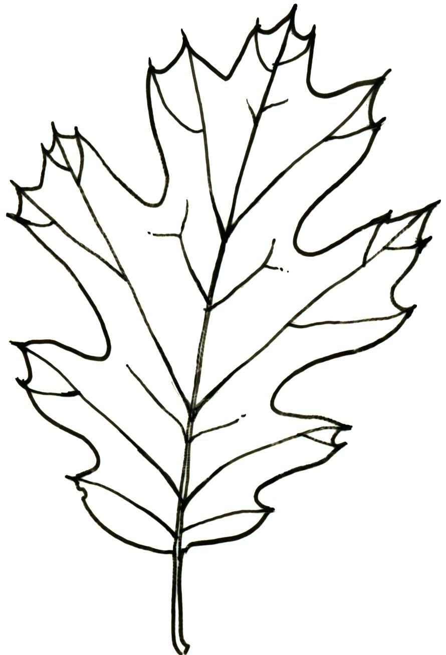 890x1307 Black Oak Leaf Pen