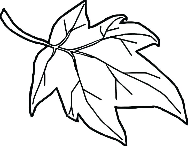 728x566 Easy Leaf Drawing Drawing Easy Fall Leaf Drawing