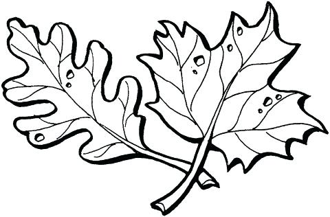 480x316 Free Oak Leaf Outline Download Free Clip Art Free Clip Art