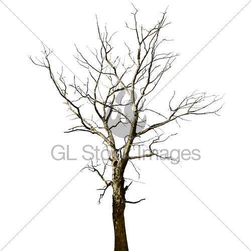 500x500 Dead Dried Oak Tree Isolated On White Gl Stock Images