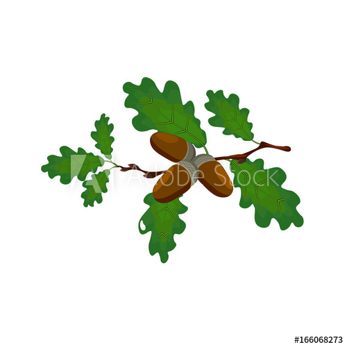 500x500 green oak branch with acorns volumetric drawing without a mesh