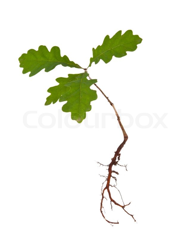 655x800 Oak Tree With Roots Isolated Stock Image Colourbox