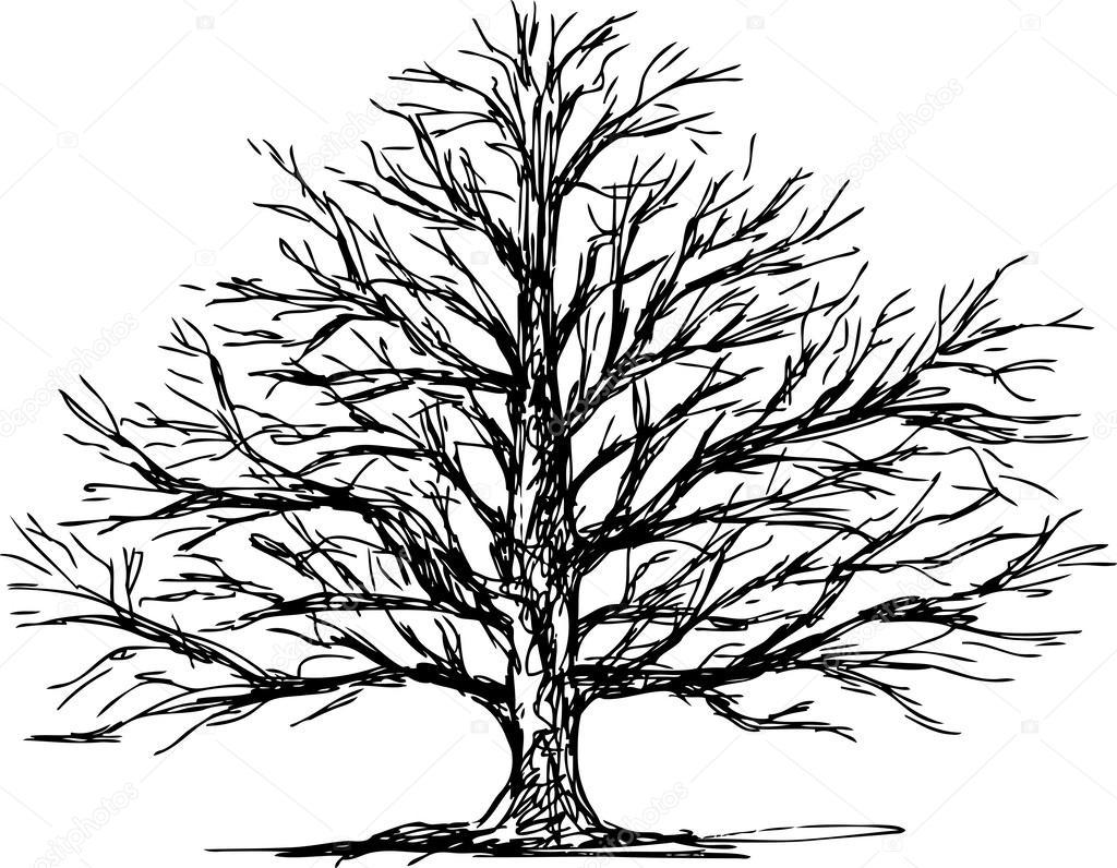 1024x796 Drawing Vector Oak Tree For Free Download