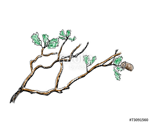500x411 The Branch Of Oak Tree Stock Image And Royalty Free Vector