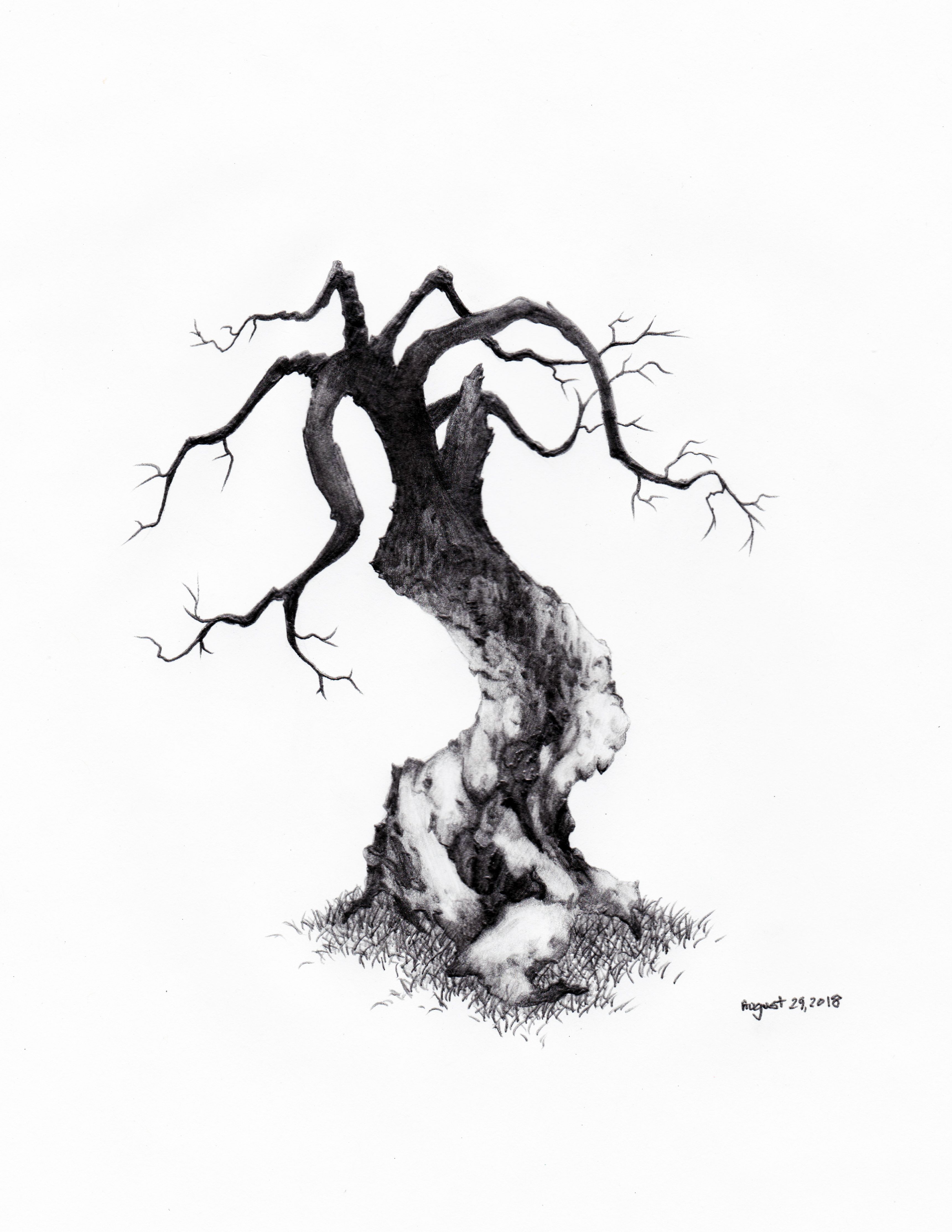 3441x4454 Daily Tree Sketch