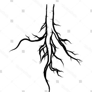 300x300 Oak Tree Roots Frame Artistic Banner