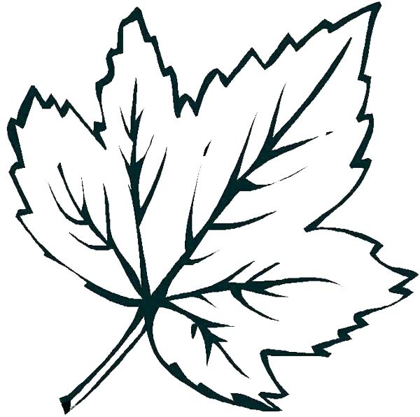 600x596 Oak Leaf Coloring