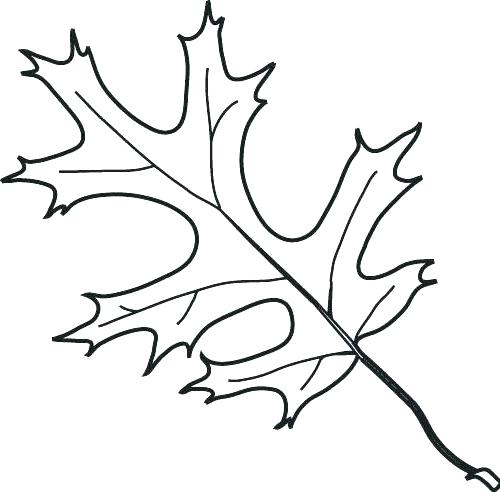 500x492 Oak Leaf Coloring