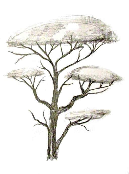 513x690 Drawing Tree Branches
