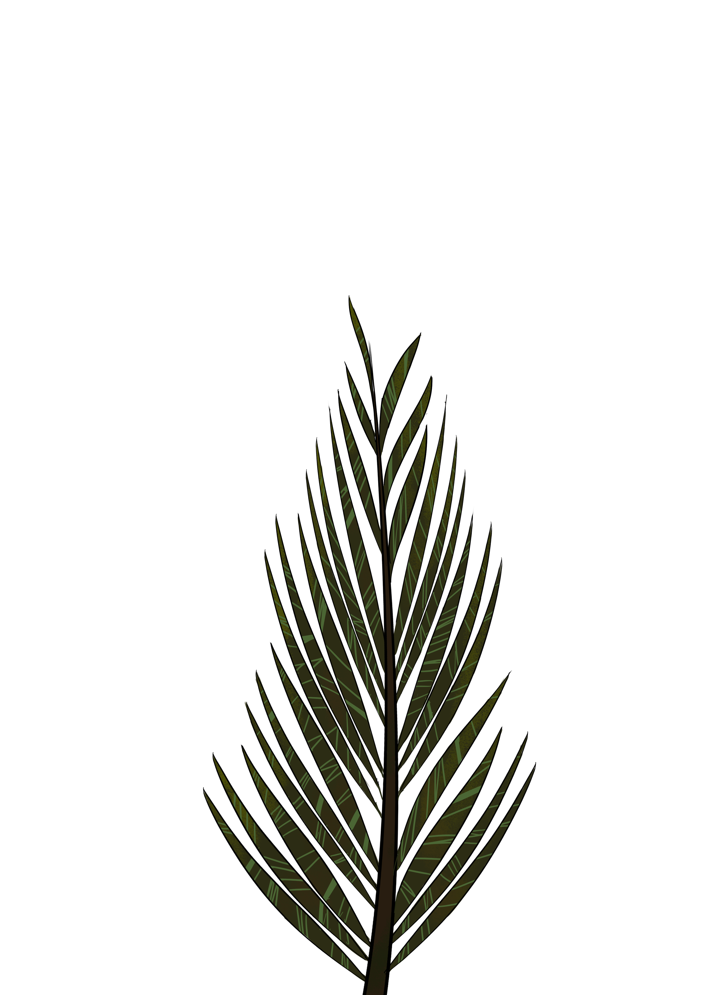 2893x4092 Collection Of Free Leaf Drawing Pine Tree Download On Ui Ex