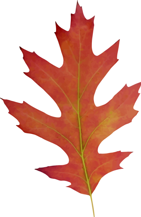 488x750 Drawing Oak Computer Icons Silhouette Leaf Cc0